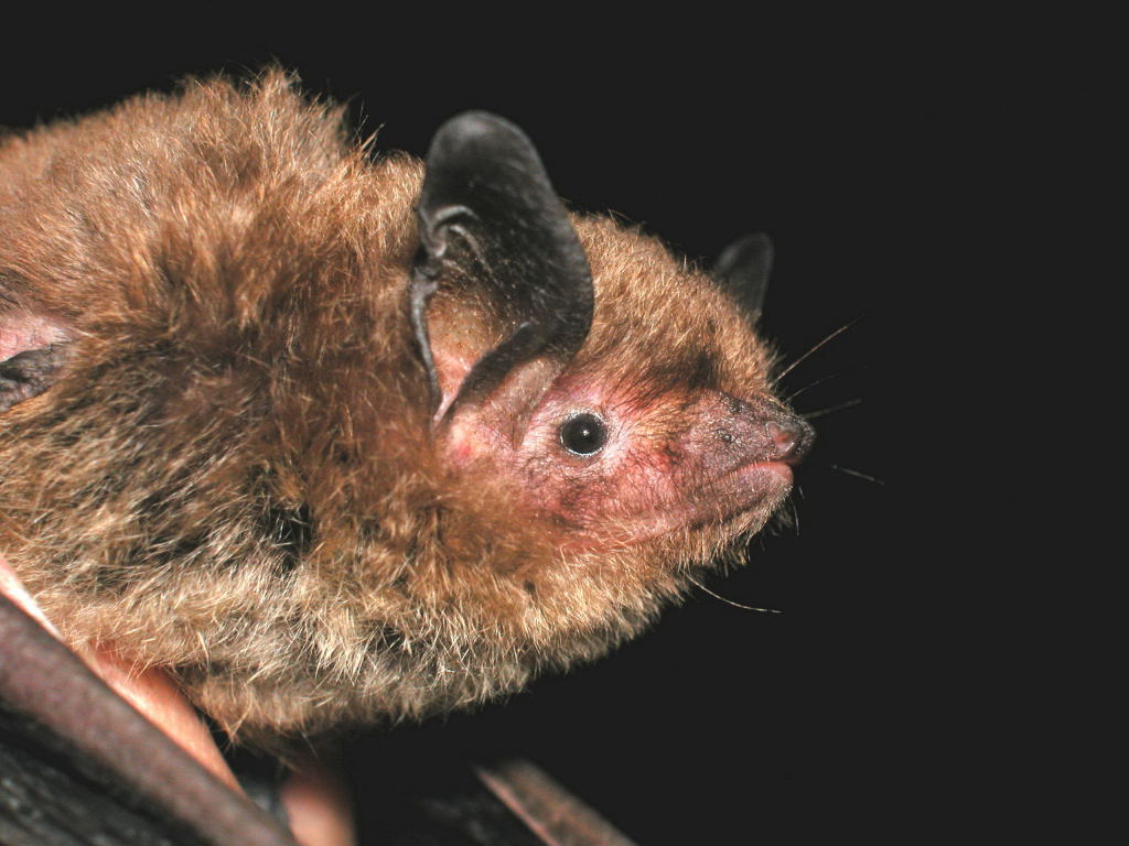 indiana bat endangered species