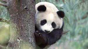 panda in a tree