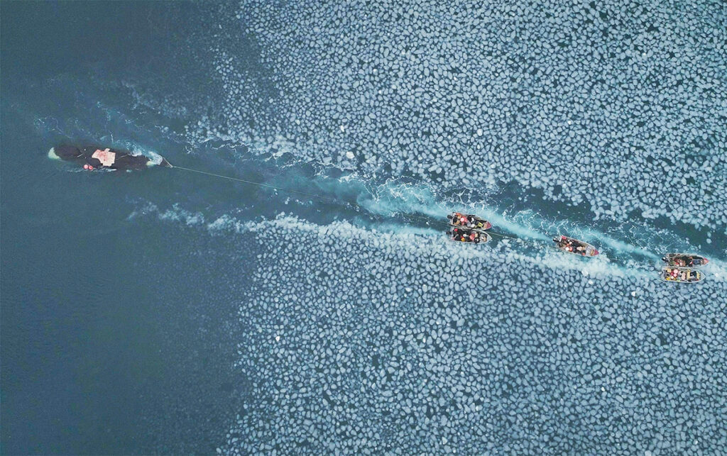 Overhead shot of small boats towing a dead whale through chunks of ice
