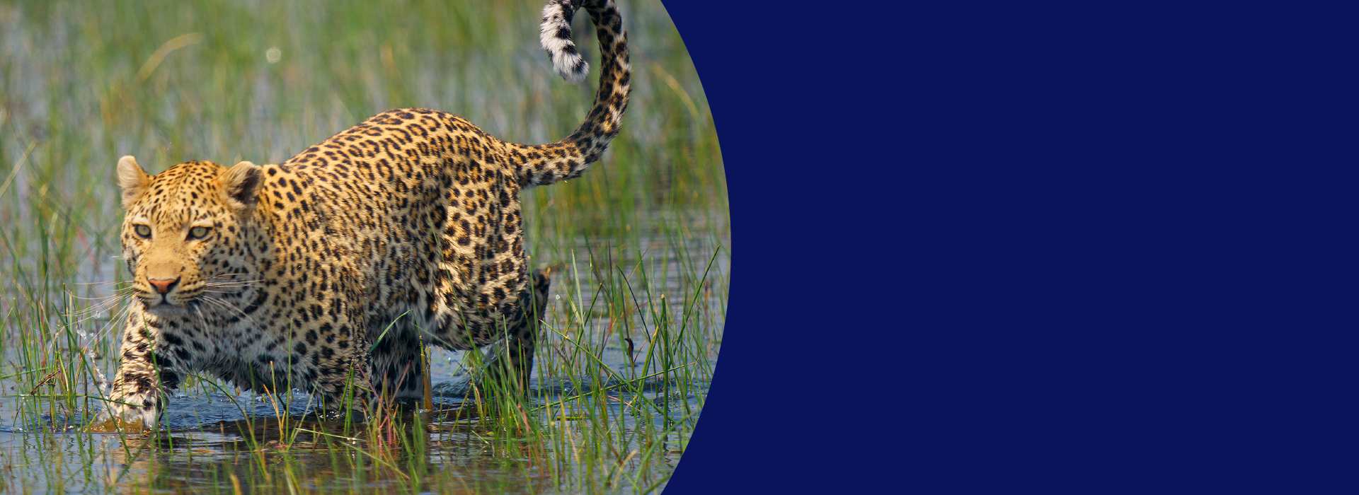 A leopard walks through water and grass