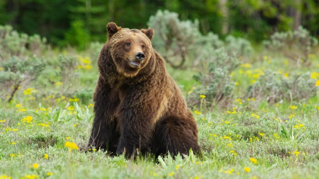 a bear sits in a grassy field