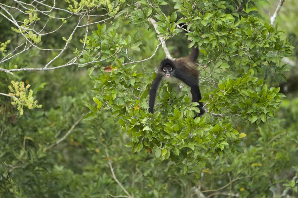 A spider monkey swings through leafy green trees.