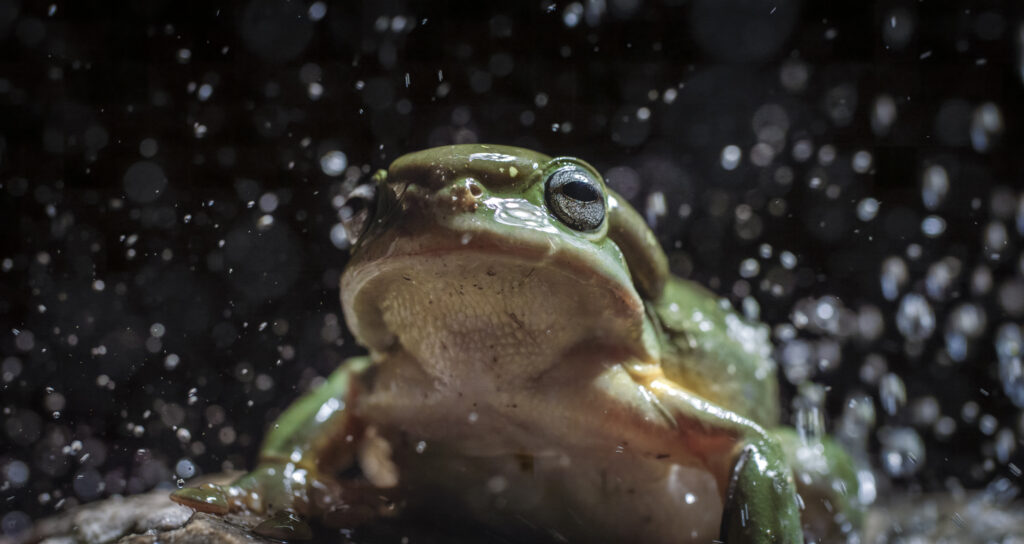 A green frog makes a dramatic, up close splash on the camera.