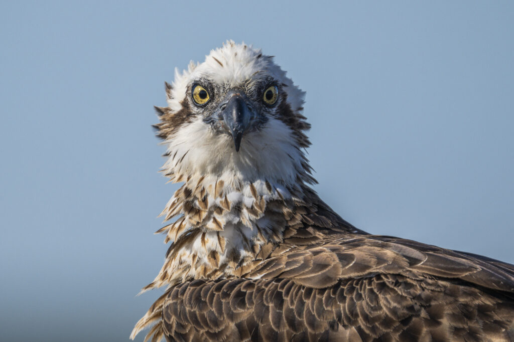 An Eastern osprey stares dominantly at the camera on the coastline of Dambimangari Country, The Kimberley, Australia.