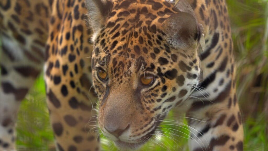 Close-up of a jaguar, which is orange with black spots.