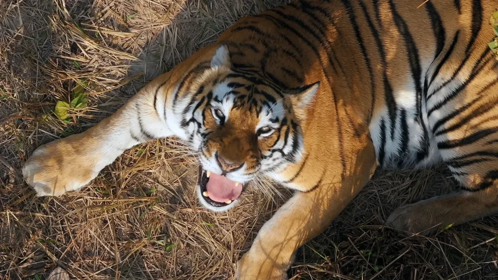 A lion bares its teeth as it looks fiercely up to the camera that closes in on it from above.
