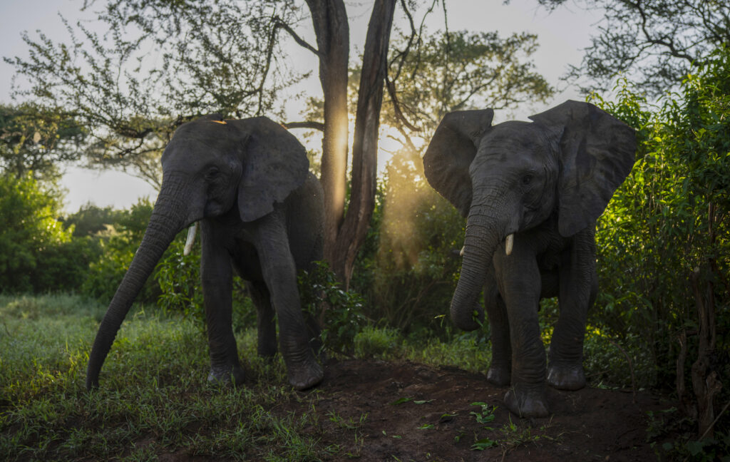 Two elephants walk next to each other in a lush, grassy area in the Kenya wilderness.